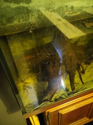 Aquarium 500 Liter