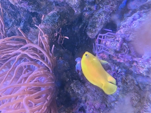 Zitronen Kaiserfisch