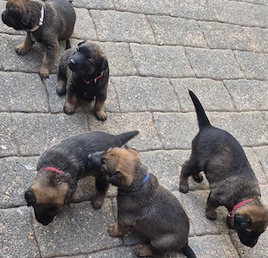 Malinois Welpen   1 Rüde und 4 Hündinnen