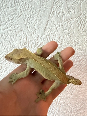 1.0 Kronengecko Männchen