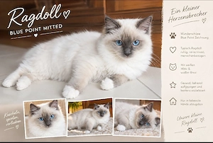 Ragdoll Katze mit Ahnentafel 5 Mon