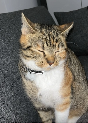 Liebevolle Katze abzugeben