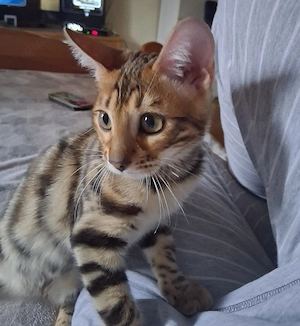 Bengal Mädchen 