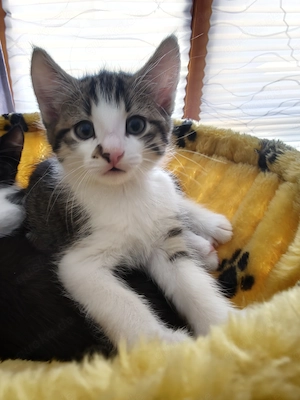 Süße Baby Katzen 
