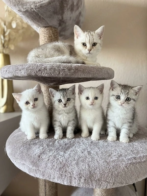 Reinrassige BKH Kitten 1x geimpft + Starterset