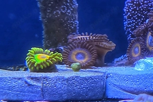 Zoanthus Rasta, Johnny Pumpkin 