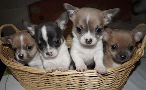 Chihuahua Welpen 