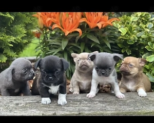 Chihuahua Welpen in KH und LH mit Ahnentafel