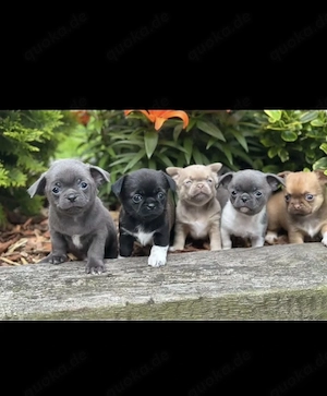 Chihuahua Welpen in KH und LH mit Ahnentafel