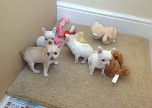 Chihuahua Welpen in KH und LH mit Ahnentafel