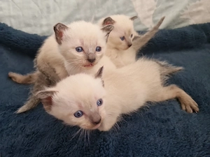 Reinrassige Siamkitten 