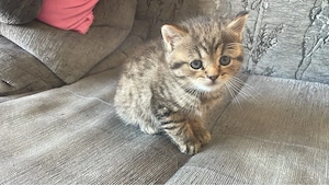 BKH-Kitten Männlich 