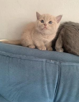 Britisch-Kurzhaar-Kater