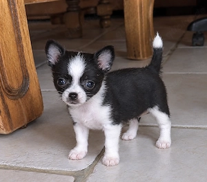Wunderschönes Chihuahua-Mädchen sucht verantwortungsvolle Hände