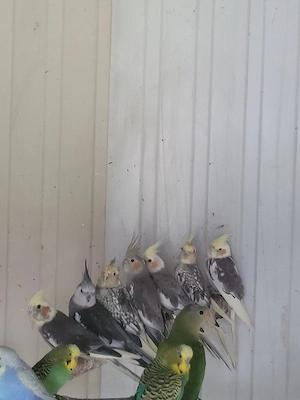 Nymphensittiche verschiedene Farben 