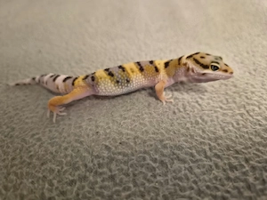 Mack snow Green Afghan tangerine Mix 