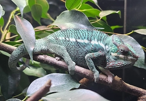 1.0 Furcifer pardalis   Pantherchamäleon - Chamäleon Nosy be zu verkaufen.