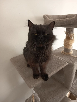 Kater Django sucht neues zuhause 