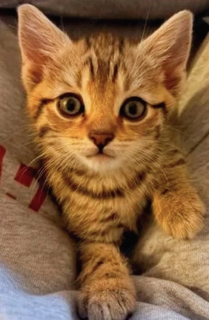 Bkh Babykitte abzugeben 