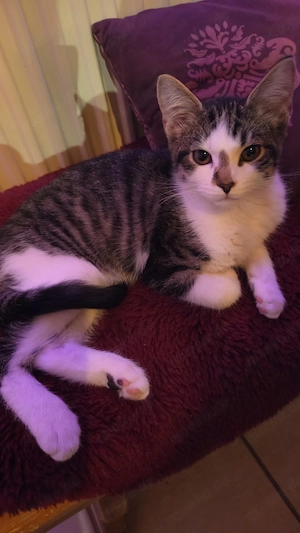 Bildschöne Main coon Mix Kitten