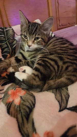 Bildschöne Main coon Mix Kitten