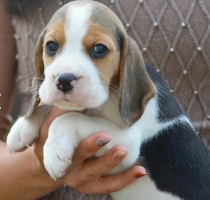Beagle welpe sucht zuhause 