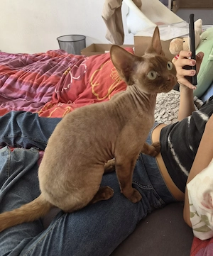 Devon Rex Mädchen 