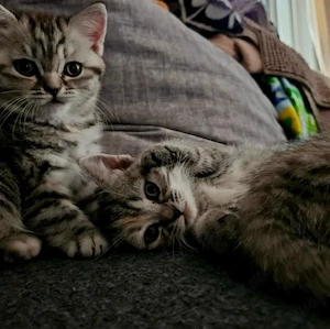 Britischkurzhaar kitten