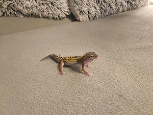 Leopardgecko 