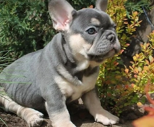 Französische Bulldogge sucht zuhause 