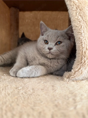 6 süße BKH Kitten suchen ein liebevolles Zuhause
