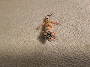 Leopardgecko weiblich 