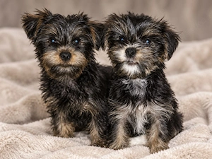 yorkshire Terrier Welpen 