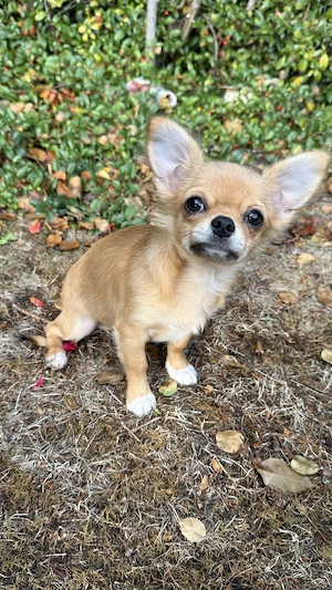 Chihuahua Welpe