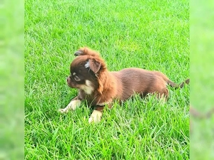 Chihuahua-Welpen