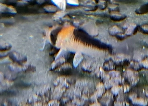 5 Corydoras Duplicareus Panzerwelse NZ - Keine Importe