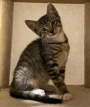 3 Kitten suchen ein neues Zuhause