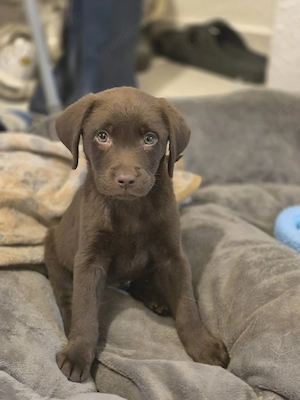 labrador retriever rüde chocolate 