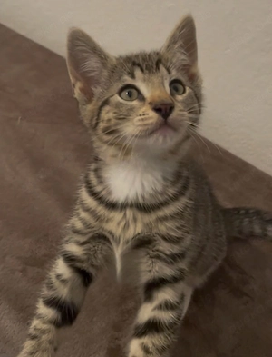 Letztes Kitten sucht ihr Zuhause für immer