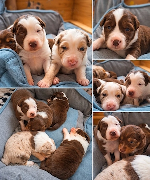    5 zauberhafte Australian Shepherd Welpen suchen ihr Für-immer-Zuhause!   
