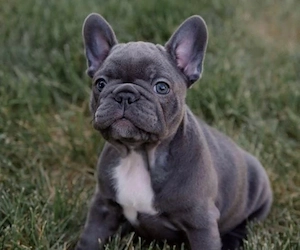 Französische Bulldogge 