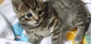 Bkh Kitten suchen zuhause 