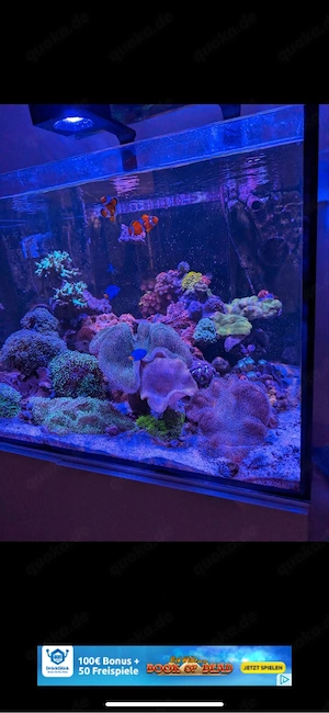 Meerwasseraquarium-Auflösung   Wir übernehmen Korallen und Fische kostenlos