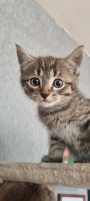 3 süße Babykatzen 