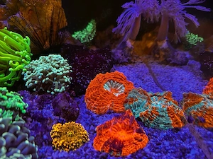 Acanthophyllia koralle