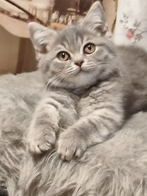 BKH Kitten 