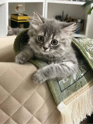 bkh kitten reinrassig Abgabe sofort 