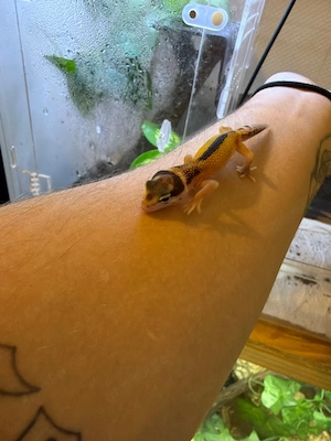 Leopardgecko DNZ 2026