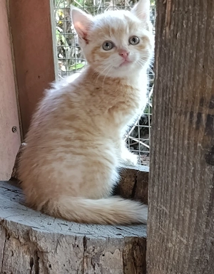 Katzenbaby rot Europäisch Kurzhaar