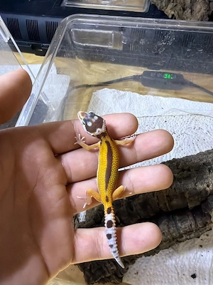 Leopardgecko DNZ 2026